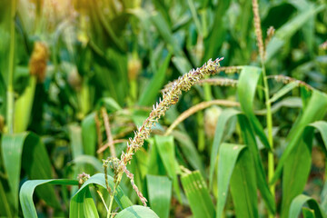 Tassel of corn is a male inflorescence at the top of the stem with bees sucking nectar on the...