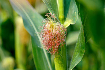 Corn silk or the pistils that grow into clusters at the end of the cob, can be used to make corn...