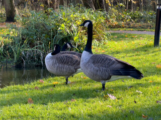 Fototapeta premium Bar Headed Gooses on the grass in a park next to the lake