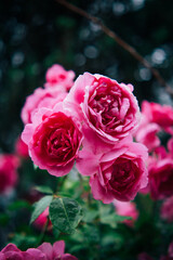 roses in garden Kyiv 2023 Ukraine morning shot