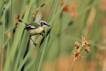 Siete colores juvenil perfil derecho entre los juncos // Many-coloured rush-tyrant right side among the reeds 