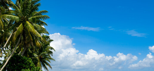 Lush tropical palm trees with coconuts and blue sky. Wide photo.