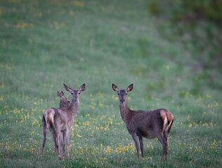Venado
