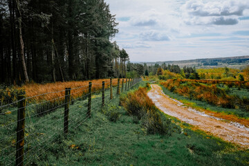 Scenic rural path through lush greenery and vibrant fields, bordered by a fence with dense forest, under a cloudy sky.
