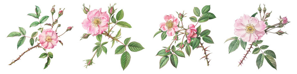 Rose flower. Beautiful antique rose illustration. Vintage flower illustration for wall art