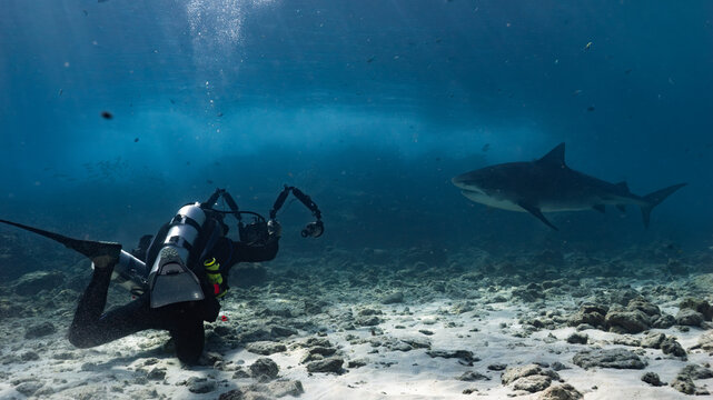 Photographer taking a photo of a passing Tiger Shark 