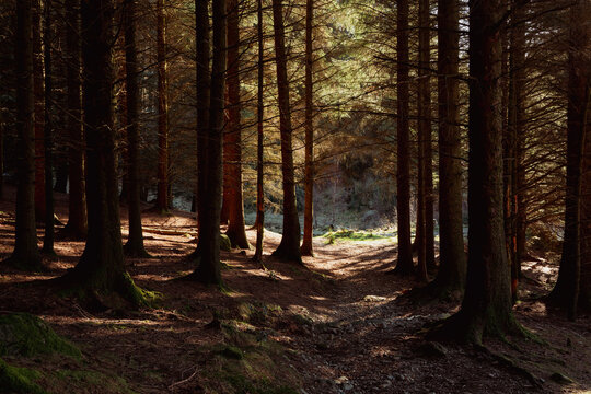 Sunlight and path in a dense coniferous forest