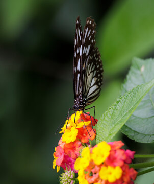 Paper Kite Butterfly