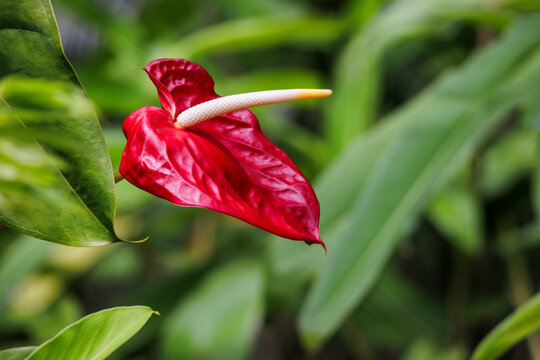 Red Calla Lily Flamingo Anthurium Flower