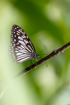 Paper Kite Butterfly