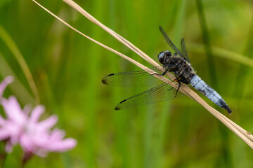 Scarce or blue chaser