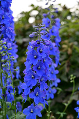 Fototapeta premium Campanula rapunculoides
