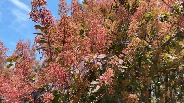 Smoke Bush Purple Cotinus coggygria tree.