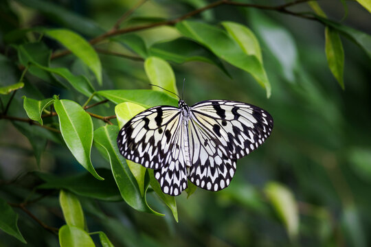 Paper Kite Butterfly