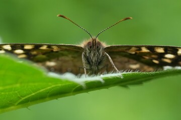 Extreme facial closeup on the Speckled wood butterfly, Pararge aegeria in the garden