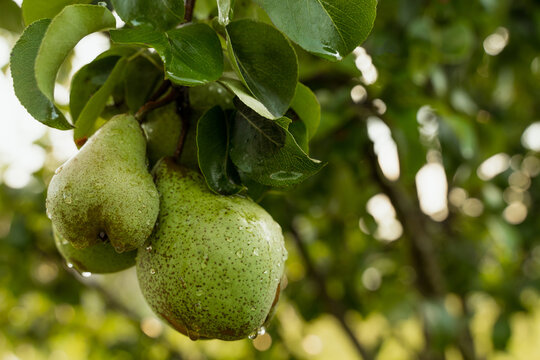 Ripe wet pear on branch after rain in garden. Seasonal harvest fruit