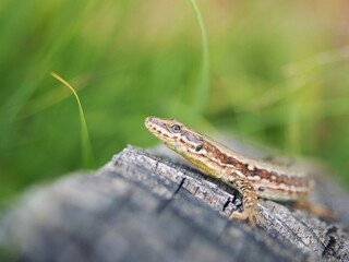 Lizard on tree stump