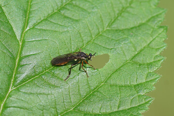 Robber fliy Dioctria hyalipennis. Subfamily Dioctriinae, family Asilidae. On a leaf in a Dutch garden. Spring, May, Netherlands