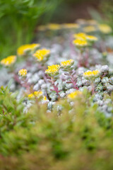 Close up of Yellow Ground Cover Flowers
