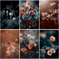 Kolaż, piękny, letni kwiat, pastelowy kolor. Jasne dekoracyjne tło kwiatowe. Bukiet kwiatów, puste miejsce na tekst, życzenia, zaproszenie  © anettastar