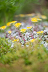 Obraz premium Close up of Yellow Ground Cover Flowers