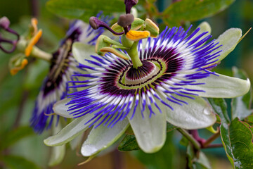 the most beautiful flowers