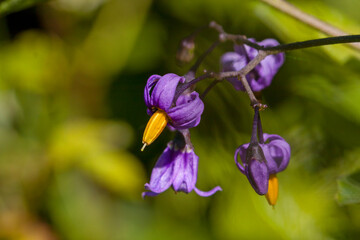 the most beautiful flowers