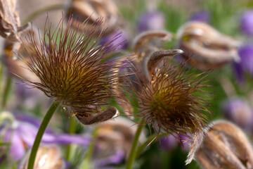 the most beautiful flowers