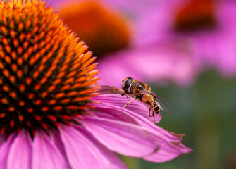 the most beautiful flowers