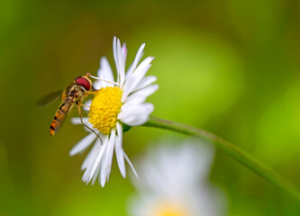the most beautiful flowers