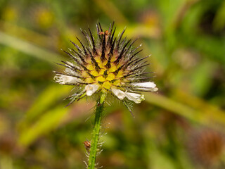 the most beautiful flowers