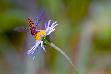 the most beautiful flowers