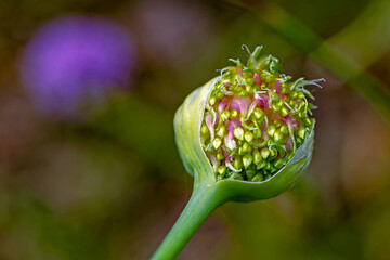 the most beautiful flowers