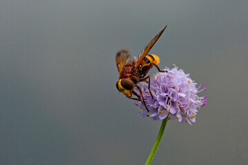 the most beautiful flowers