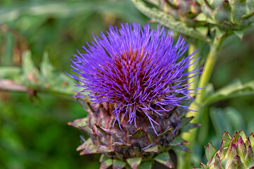 the most beautiful flowers