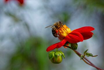 the most beautiful flowers