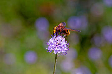 the most beautiful flowers