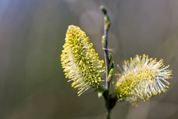 the most beautiful flowers
