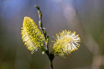 the most beautiful flowers