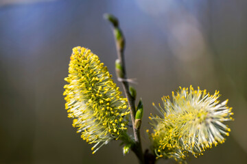 the most beautiful flowers