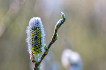 the most beautiful flowers
