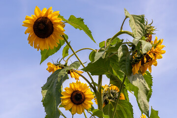 the most beautiful flowers