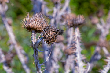 the most beautiful flowers