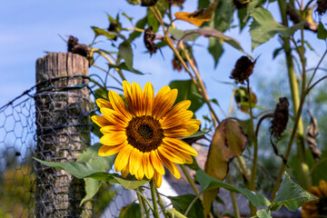 the most beautiful flowers