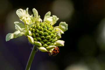 the most beautiful flowers