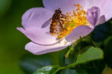 the most beautiful flowers