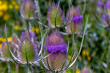the most beautiful flowers