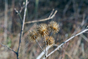 the most beautiful flowers