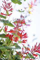 Major Wheeler Honeysuckle Vine Blooming in Summer