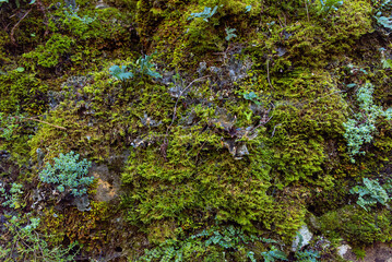 Obraz premium Moss, simply the expression of nature.